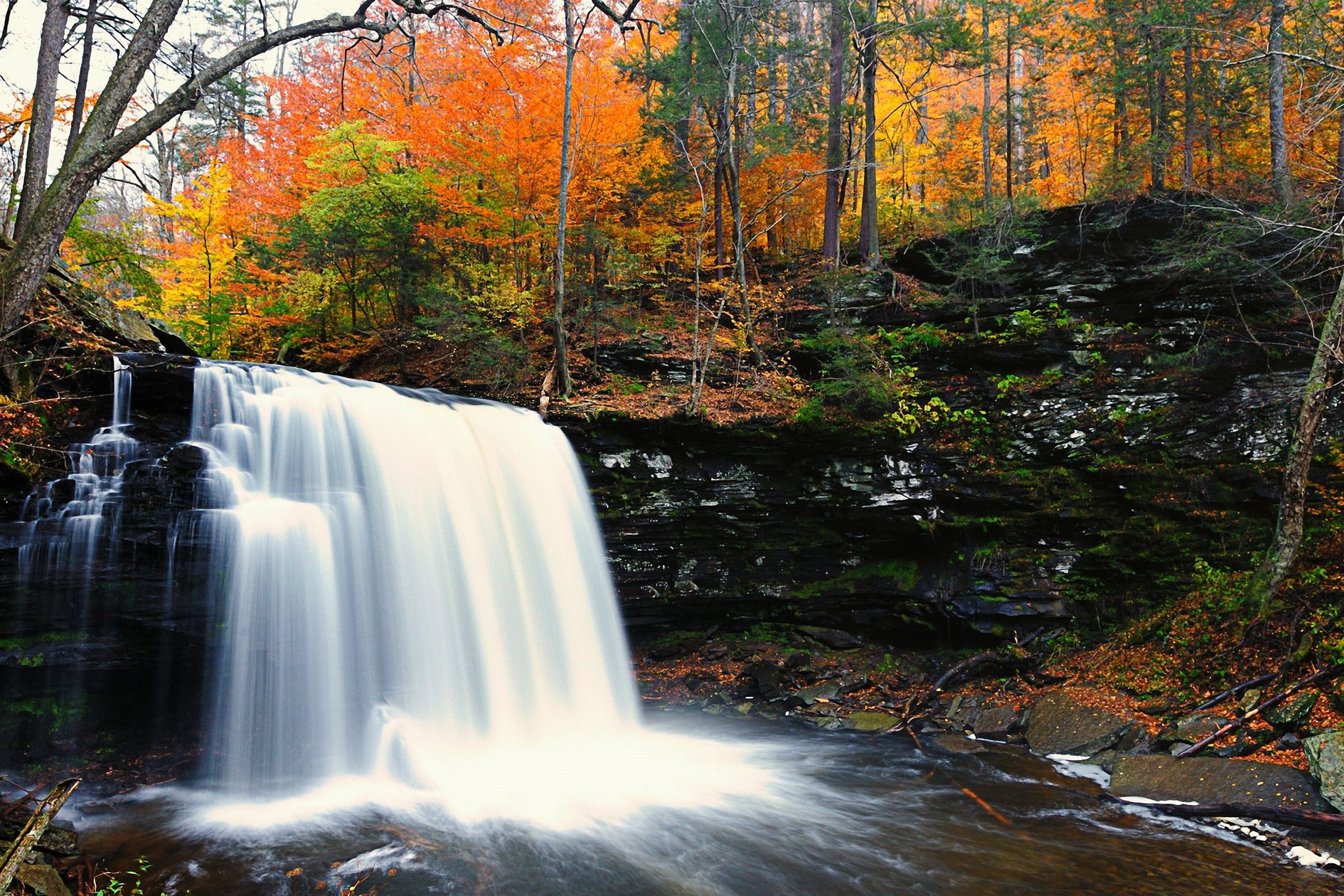 Falls in the Forest